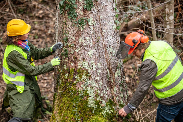 How Our Tree Care Process Works  in  Keowee Key, SC